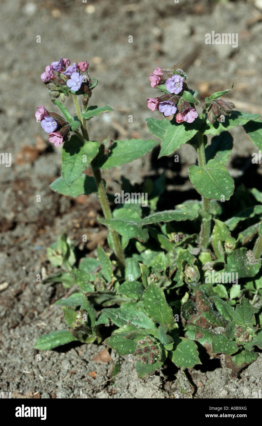 common lungwort (Pulmonaria officinalis), blooming Stock Photo
