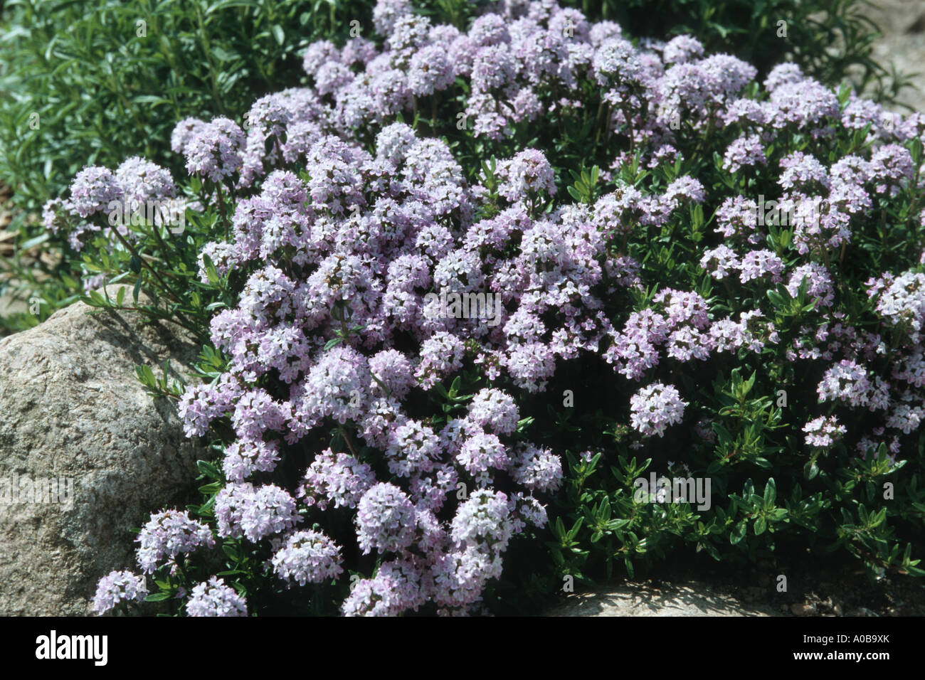 Thymus longicaulis ssp. odoratus (Thymus longicaulis ssp. odoratus), blooming Stock Photo