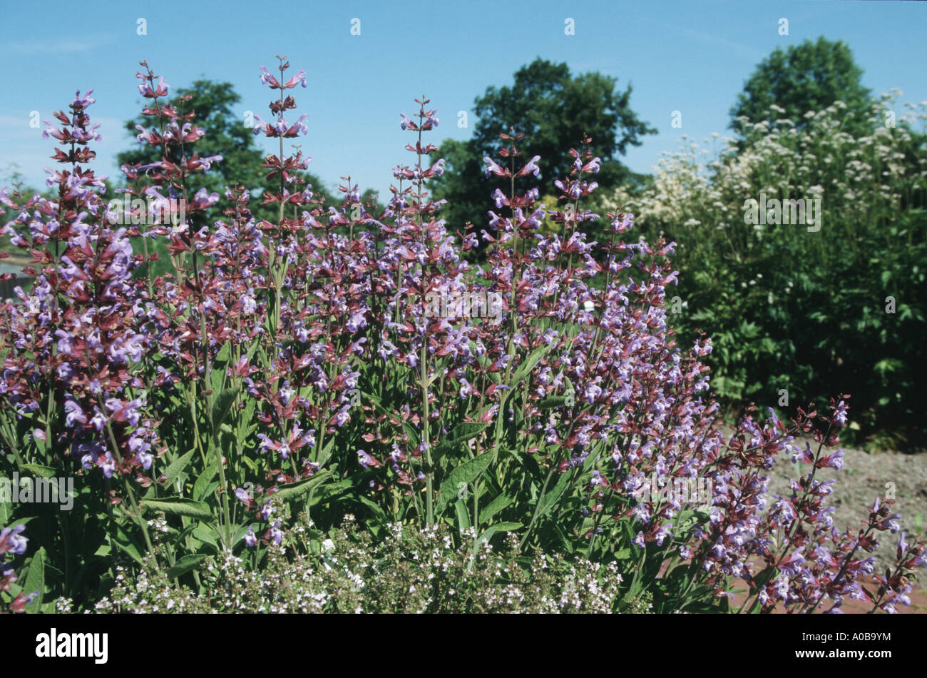 common sage, kitchen sage (Salvia officinalis), blooming Stock Photo