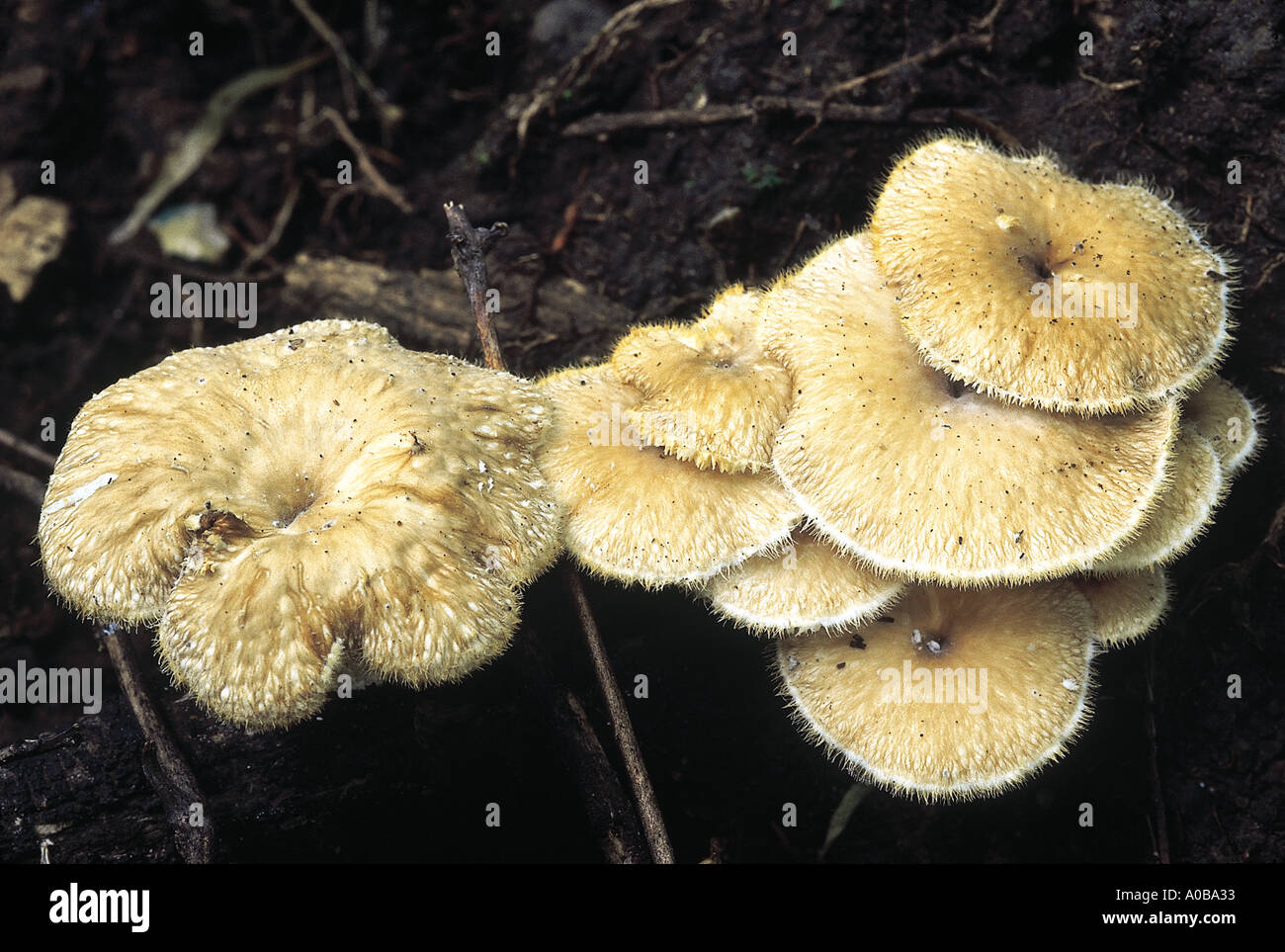 Favolus sp Class Homobasidiomycetes Series Hymenomycetes Order Aphyllophorales A soft slightly leathery fungus with hexagonal Stock Photo