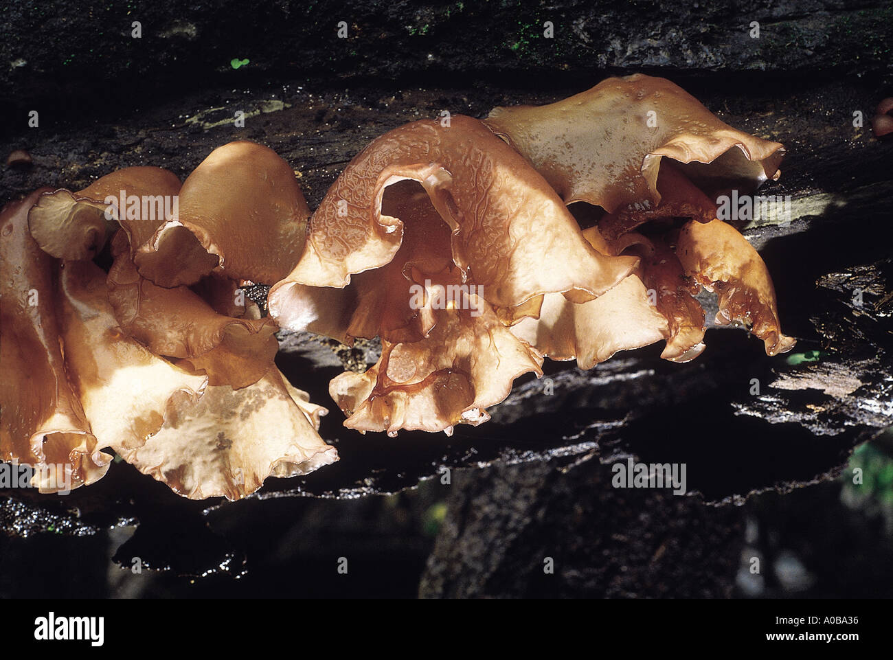 Auricularia sp Ear Fungus Class and Series Heterobasidiomycetes Order Tremellales Stock Photo