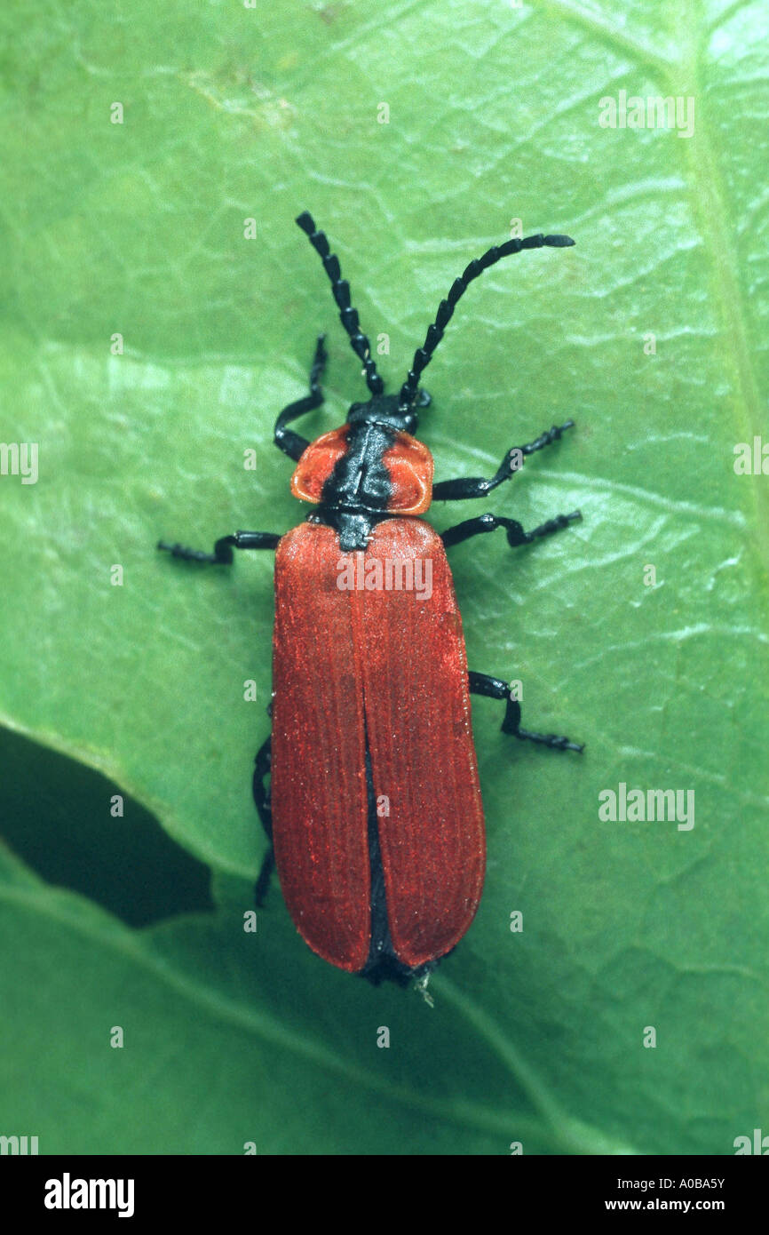 net-winged beetle (Lygistopterus sanguineus), on green leaf Stock Photo