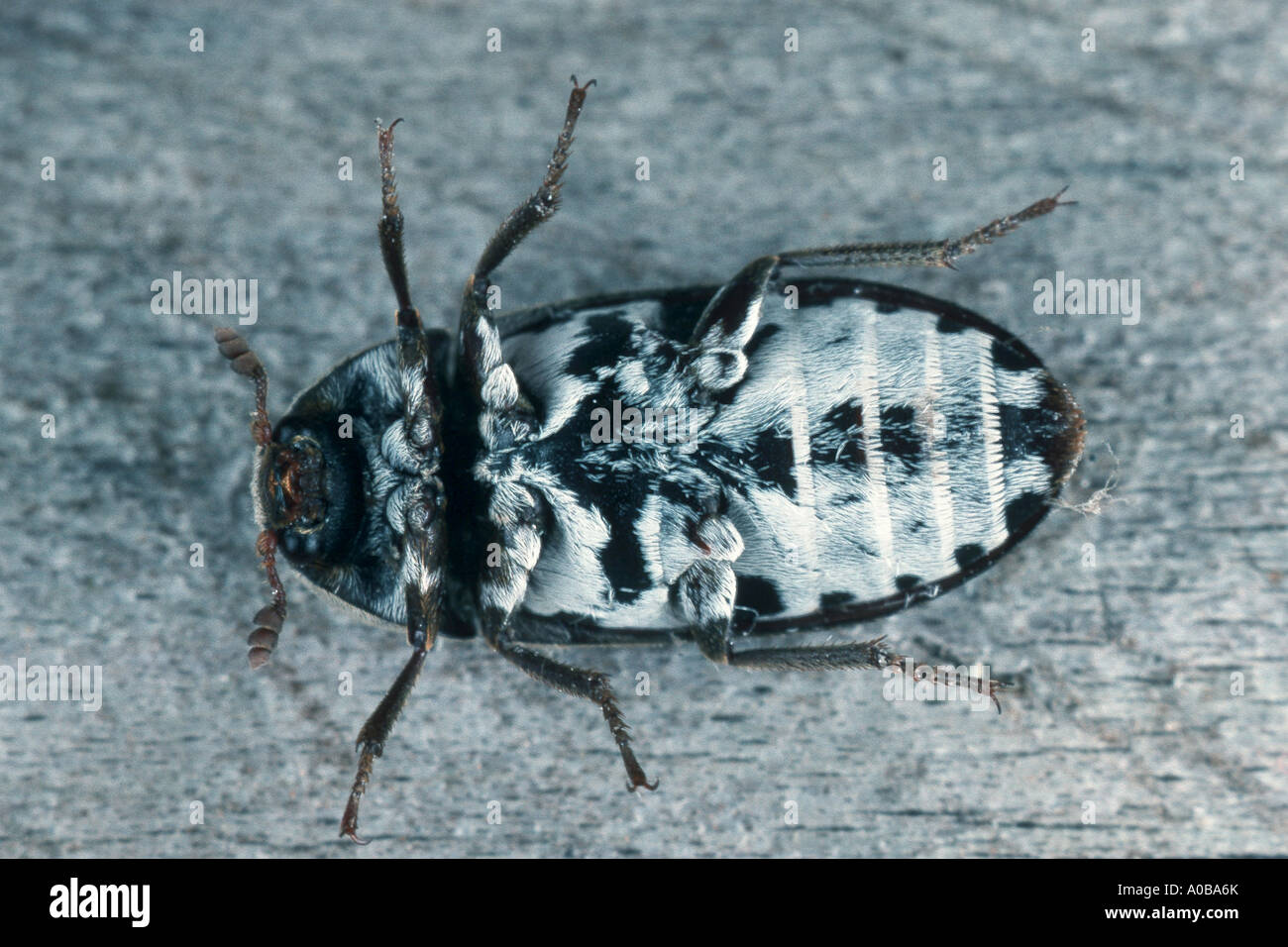 larder beetle, common larder beetle, bacon beetle (Dermestes lardarius), underside Stock Photo
