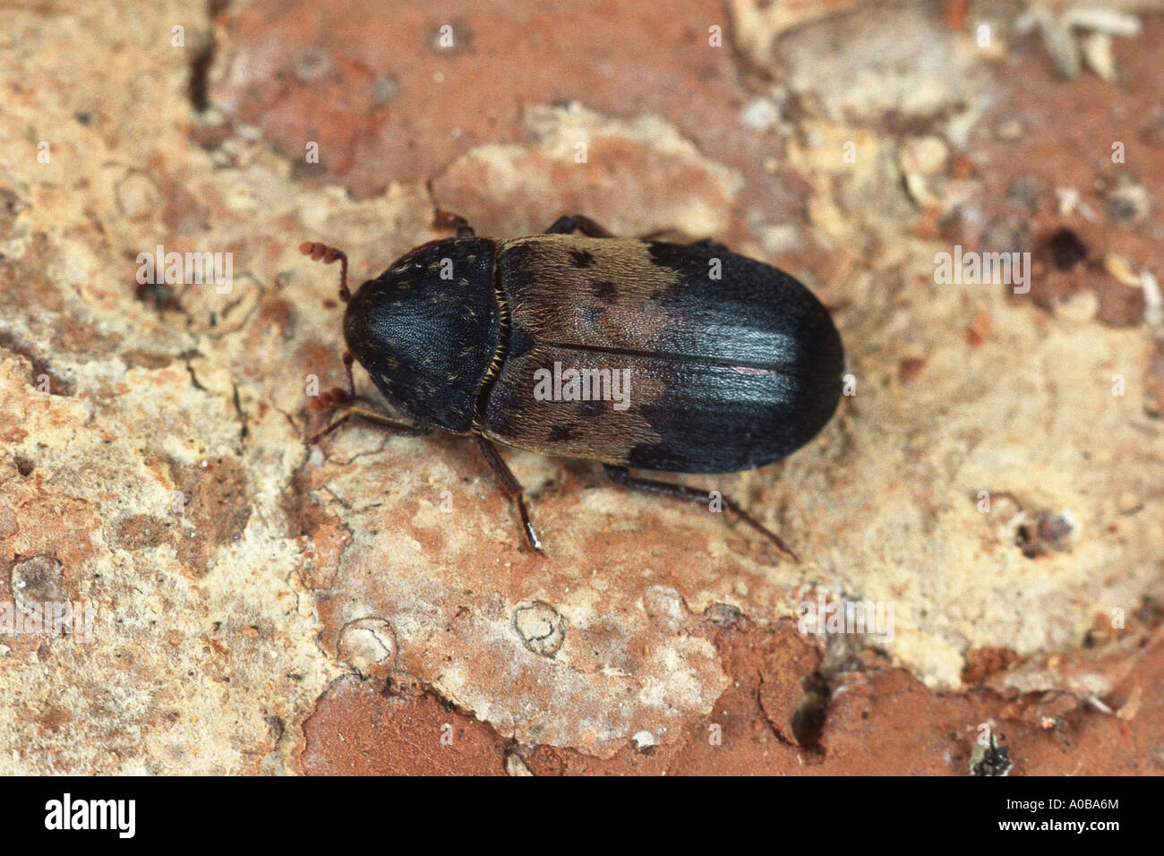 larder beetle, common larder beetle, bacon beetle (Dermestes lardarius), imago Stock Photo