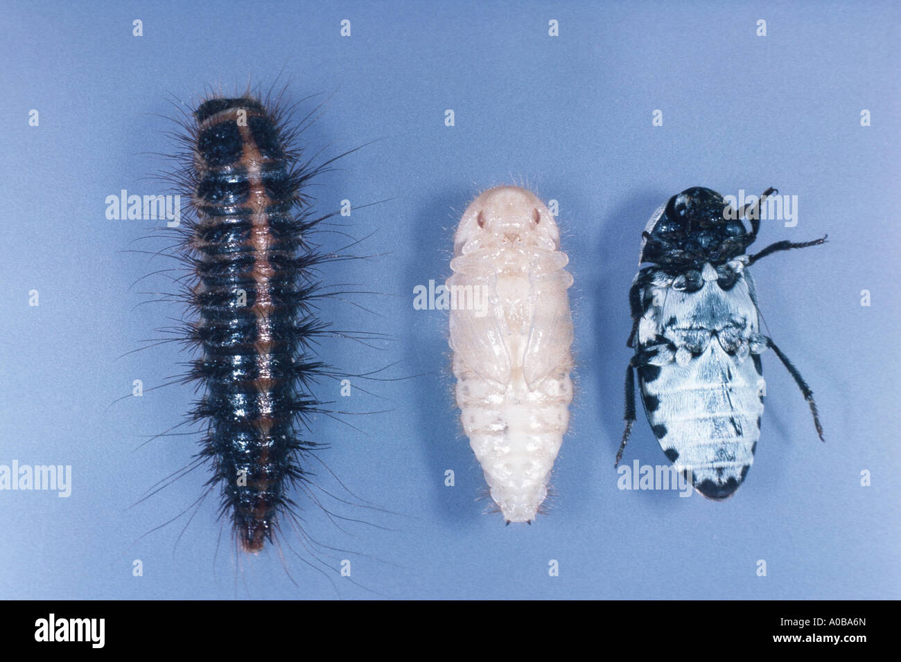 Larder beetle hires stock photography and images Alamy