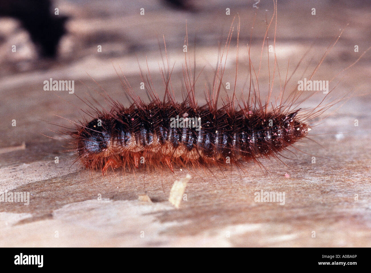 larder beetle, common larder beetle, bacon beetle (Dermestes lardarius