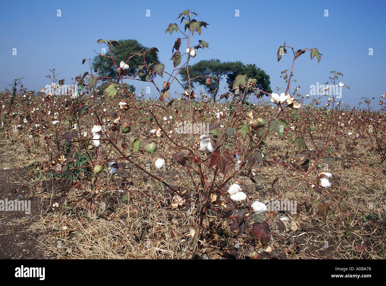 Mature cotton plant A mature cotton plant with cotton balls just prior to picking Stock Photo