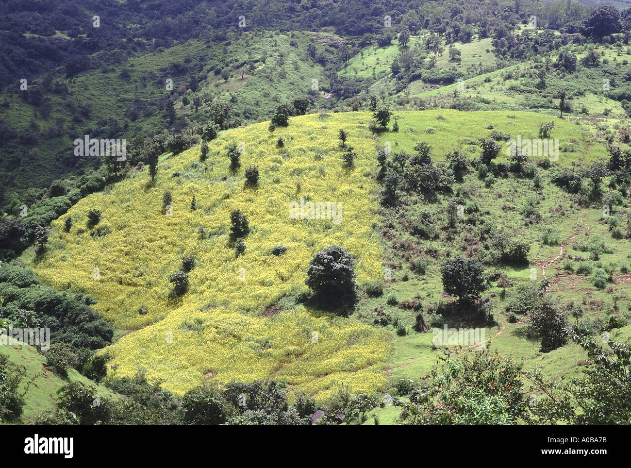 Field of kala til A large field of Guizotia abyssiniaca grown in a shifting cultivation area Stock Photo