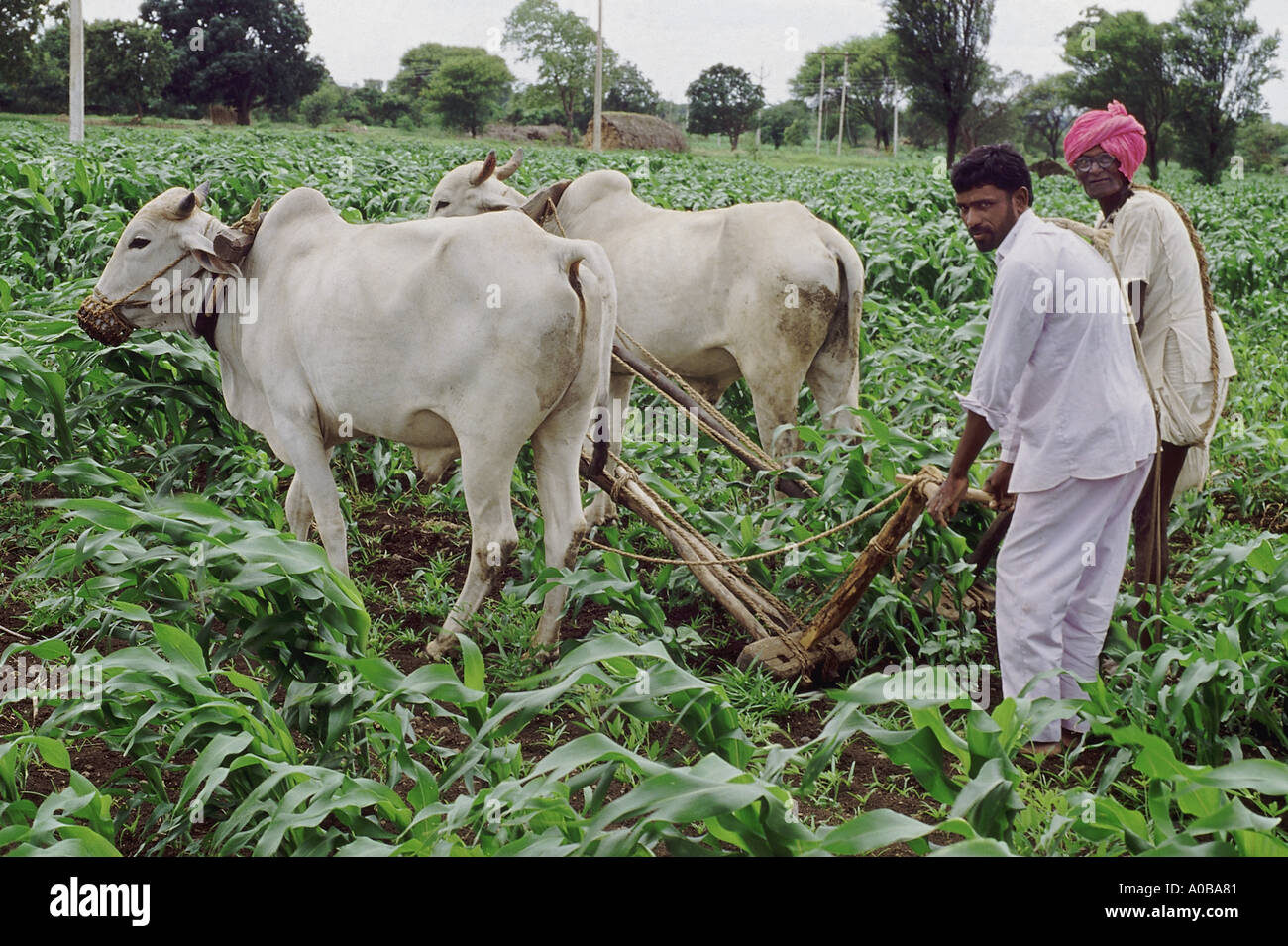 Traditional weeding with two animal drawn hoes Kolpi in Latur district Maharashtra India Stock Photo