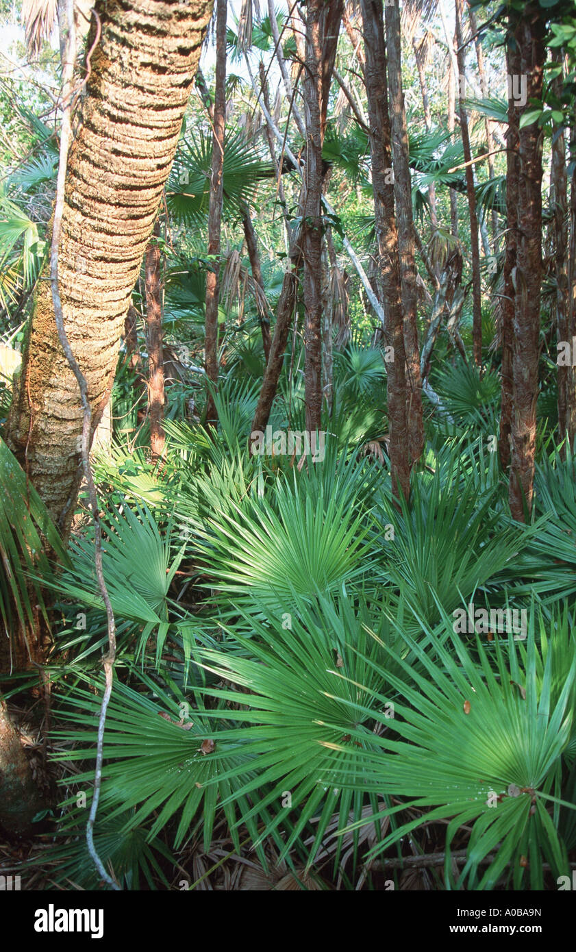 tree island, with palms, USA, Florida, Everglades Np Stock Photo Alamy