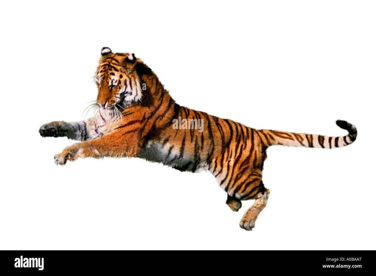 tiger (Panthera tigris), jumping Stock Photo