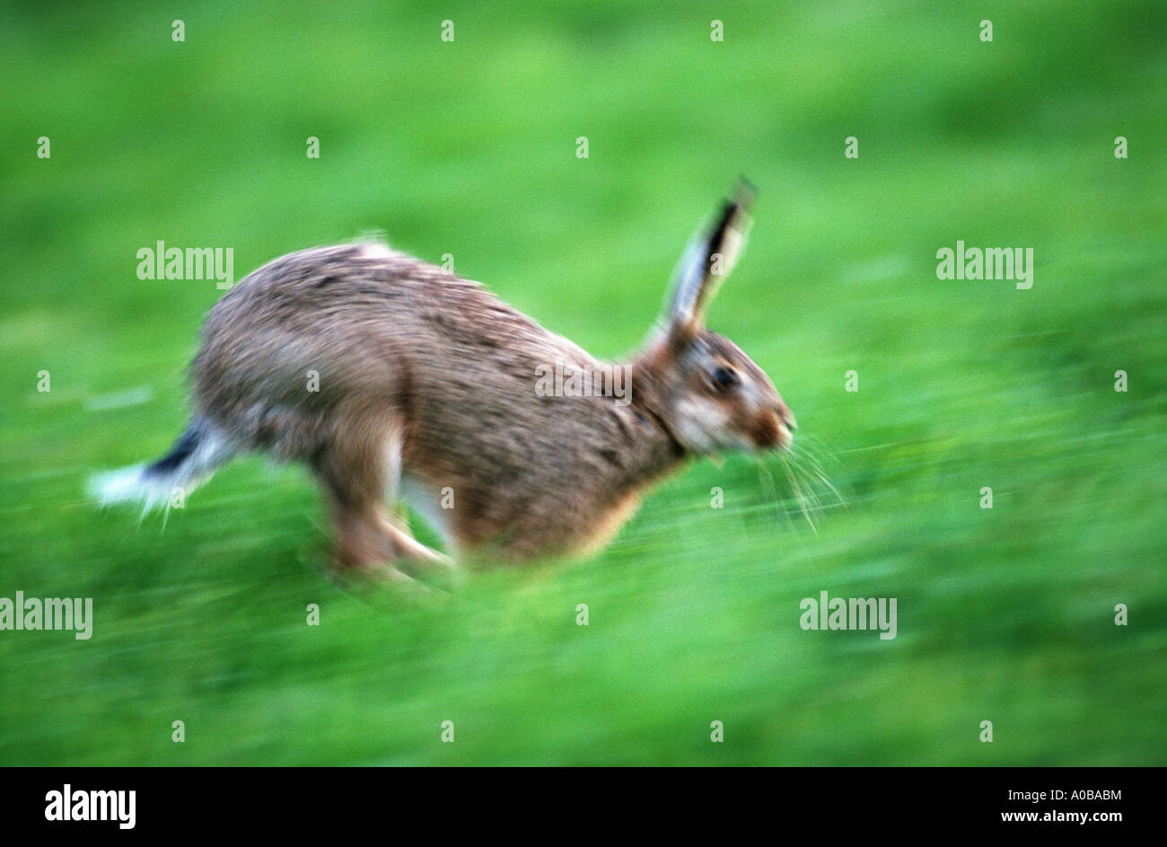 European hare (Lepus europaeus), running Stock Photo