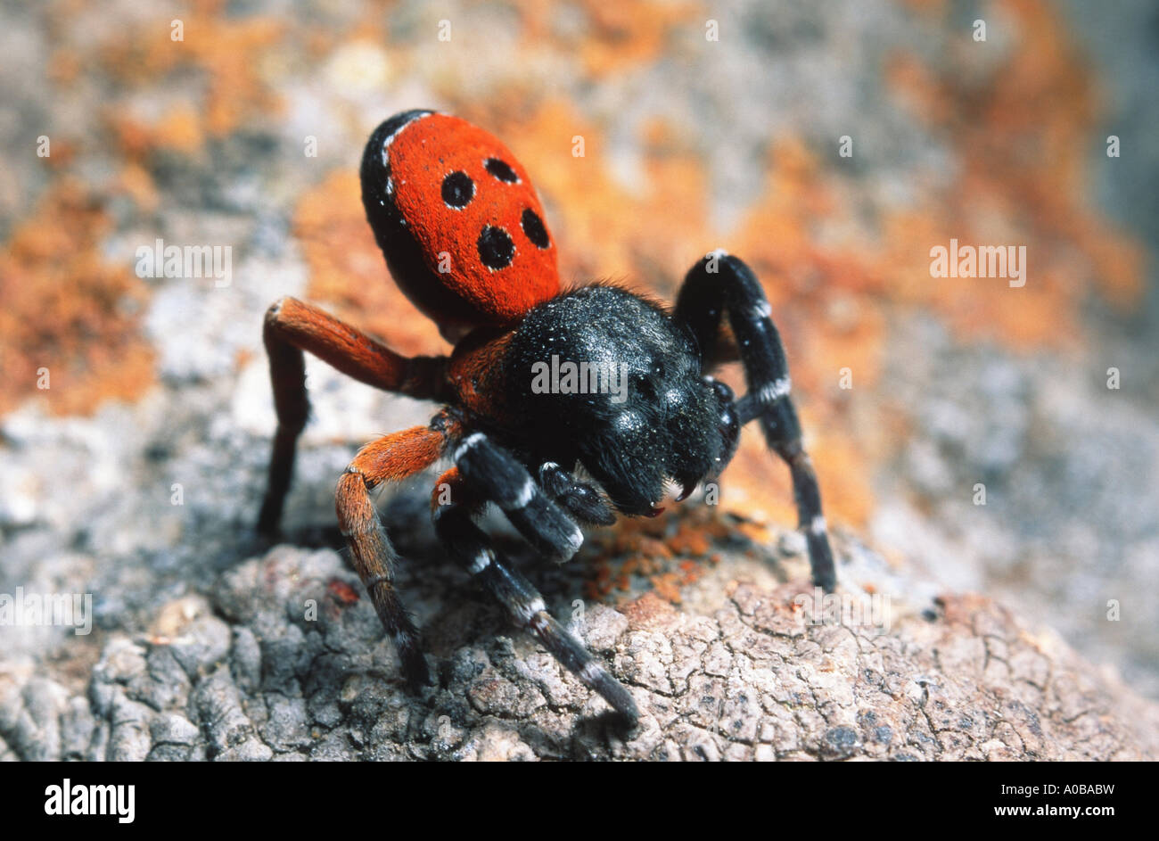 ladybird spider (Eresus niger, Eresus cinnaberinus), male Stock Photo
