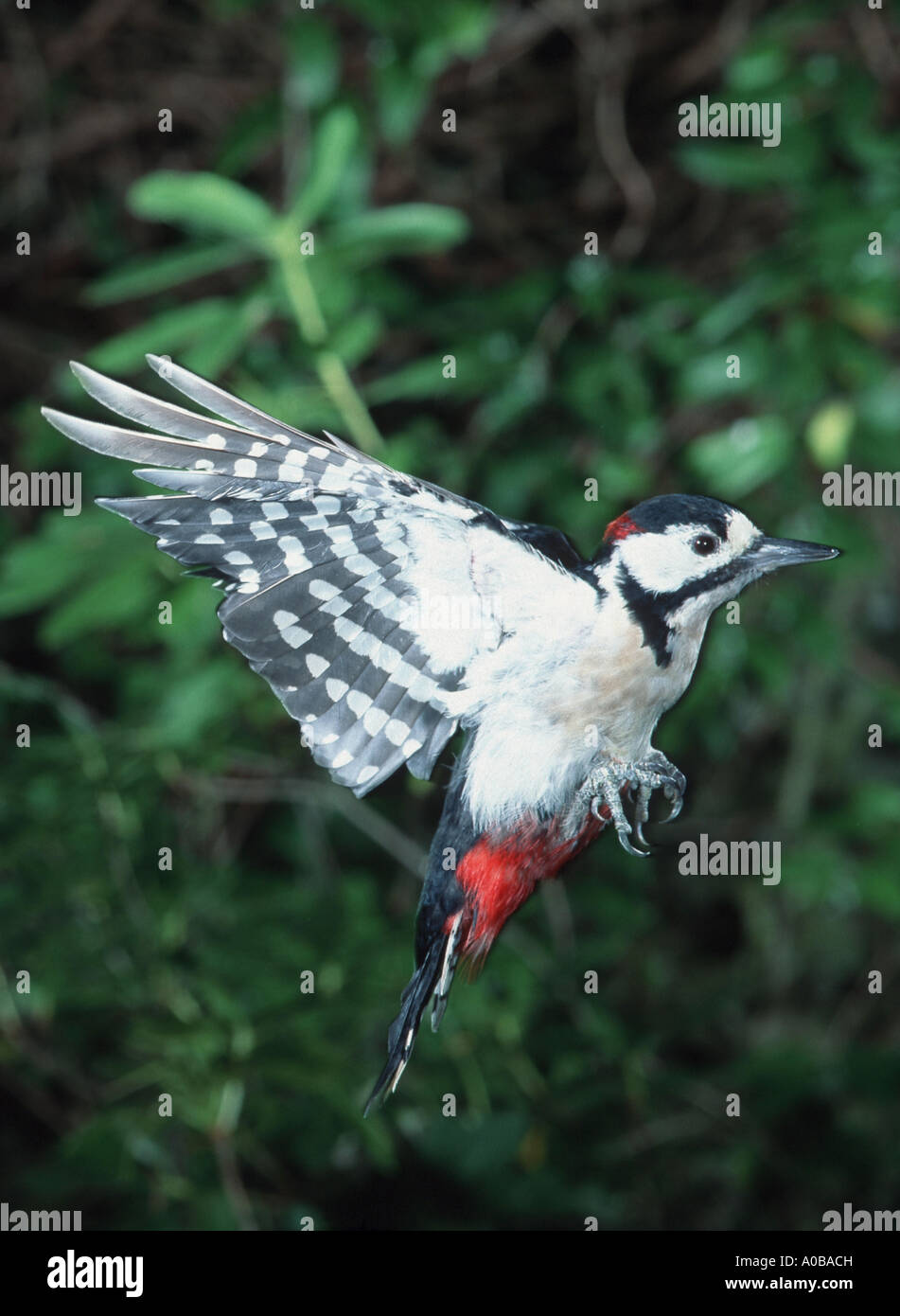 great spotted woodpecker (Picoides major, Dendrocopos major), flying Stock Photo