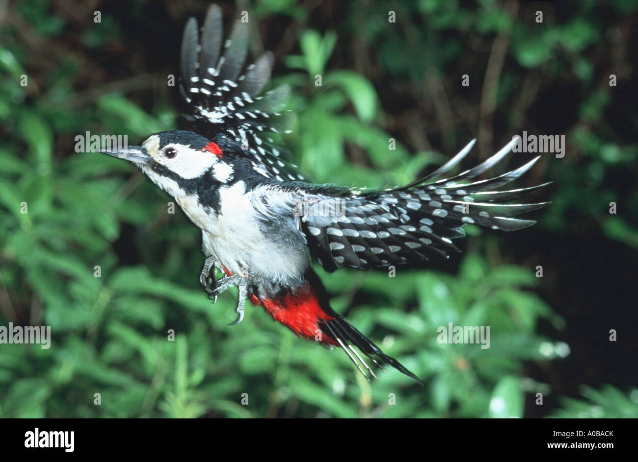 great spotted woodpecker (Picoides major, Dendrocopos major), flying Stock Photo