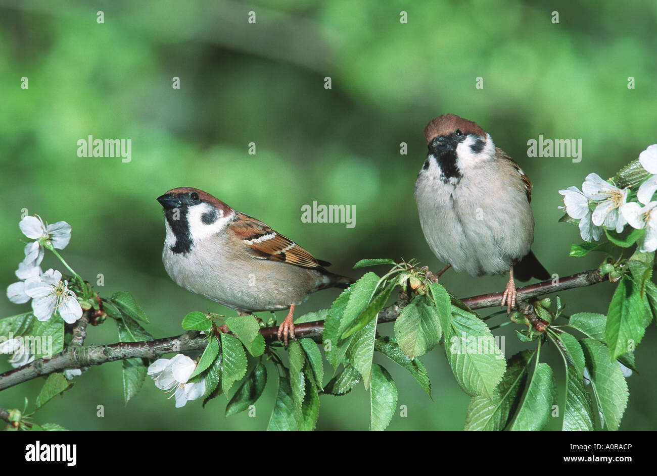 Eurasian tree sparrow (Passer montanus), pair sitting on branch Stock Photo