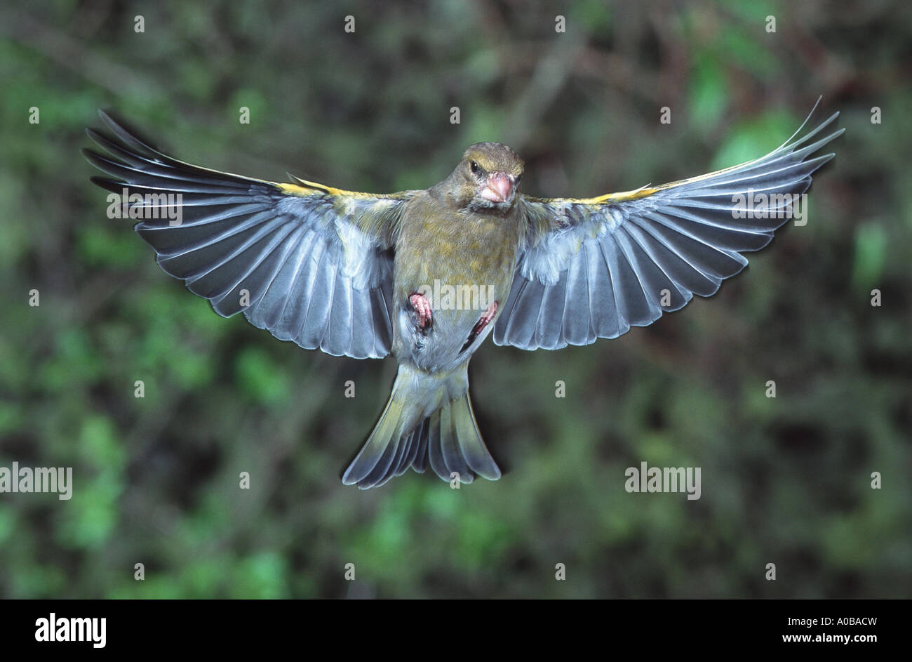western greenfinch (Carduelis chloris), flying, with outstretched wings Stock Photo