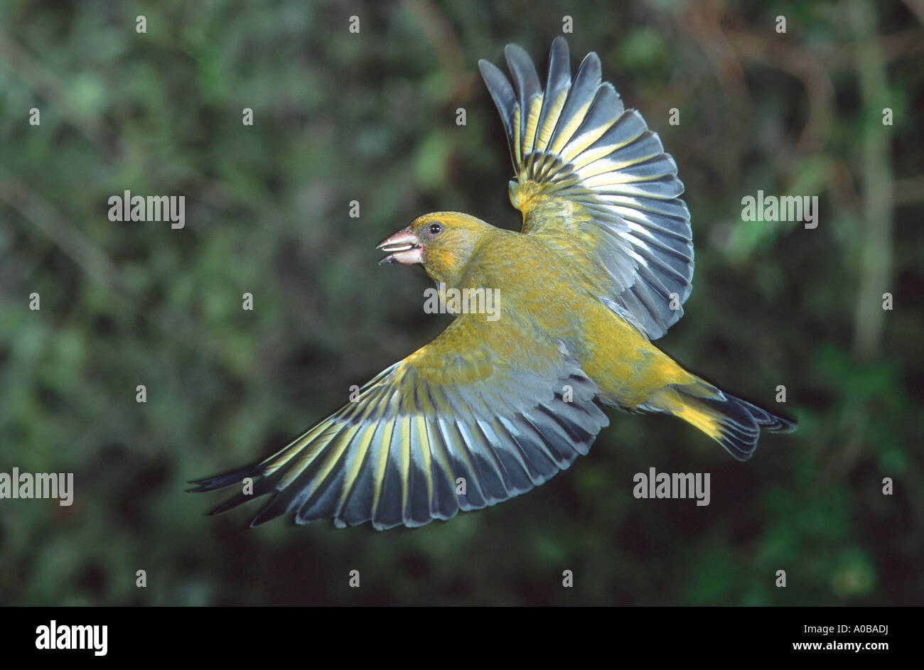 western greenfinch (Carduelis chloris), flying with feed Stock Photo