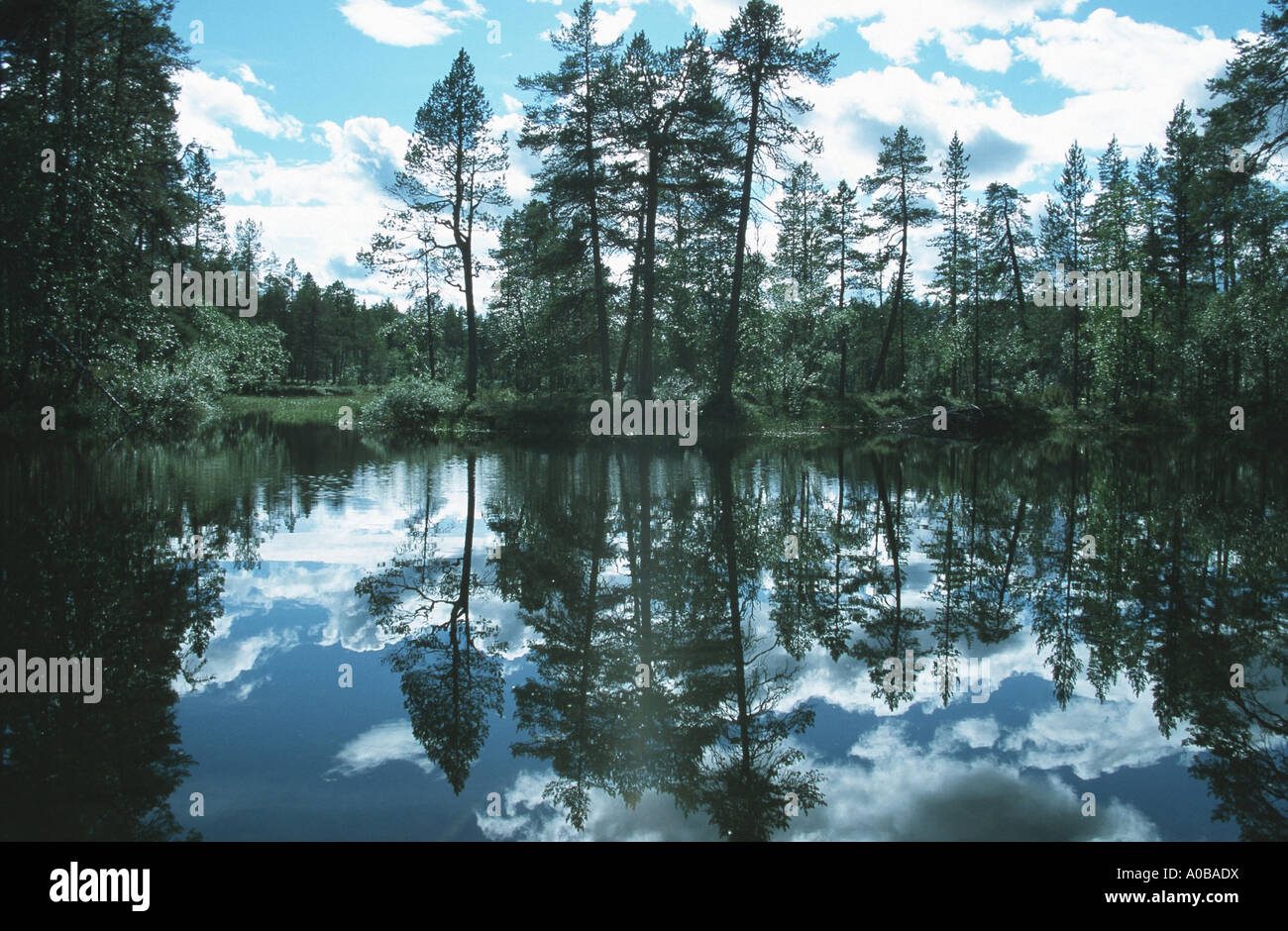 Scotch pine, scots pine (Pinus sylvestris), pines at a lake, Finland, Lemenjoki NP Stock Photo