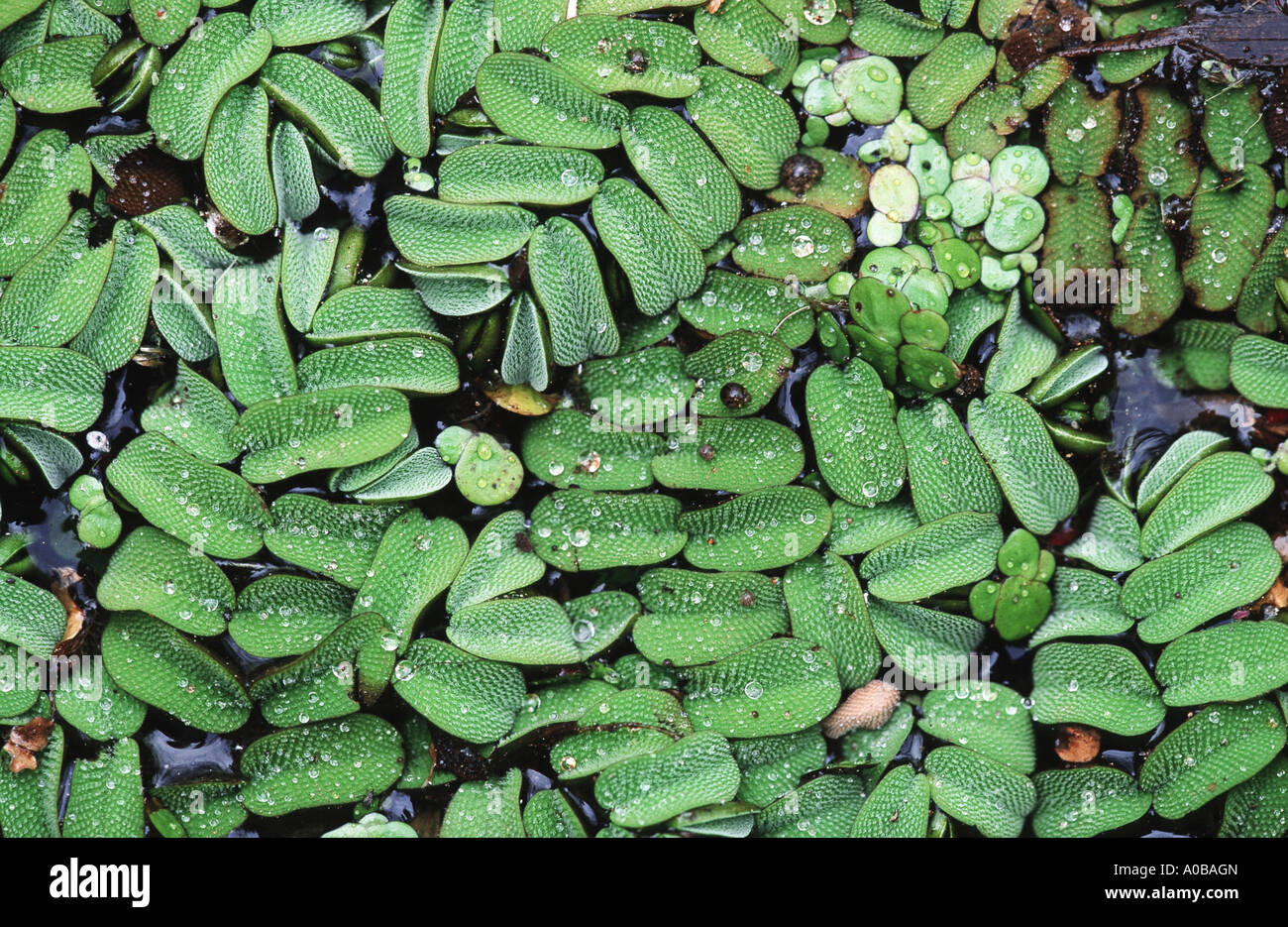 water fern (Salvinia natans), Hungary Stock Photo
