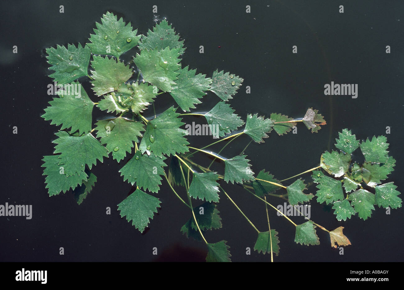 water chestnut (Trapa natans), with tiller, Hungary Stock Photo