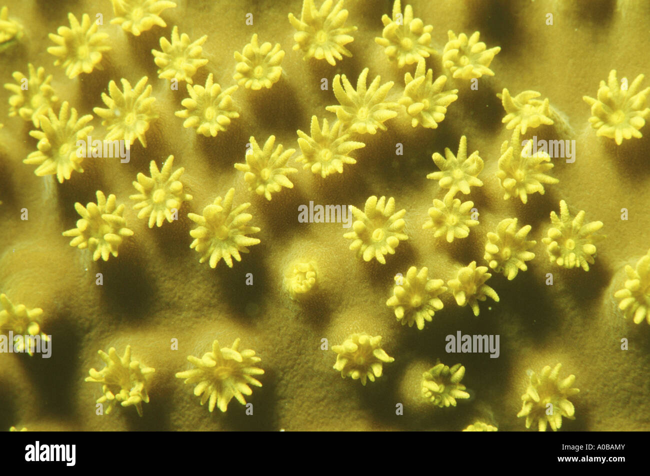 folded lettuce coral,scroll coral, twisted lettuce coral (Turbinaria