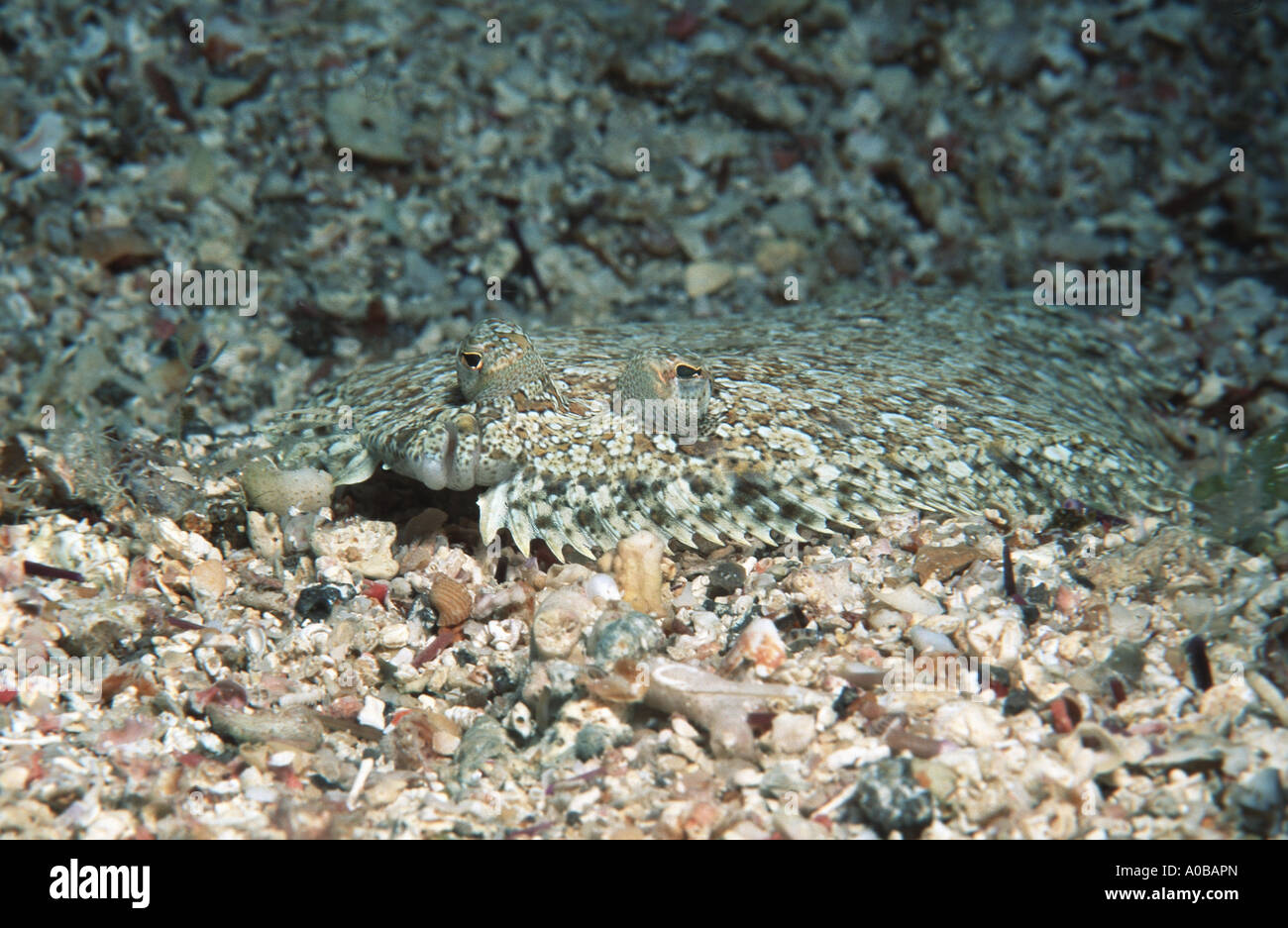 wideeyed flounder (Bothus podas), camouflage, Spain Stock Photo Alamy