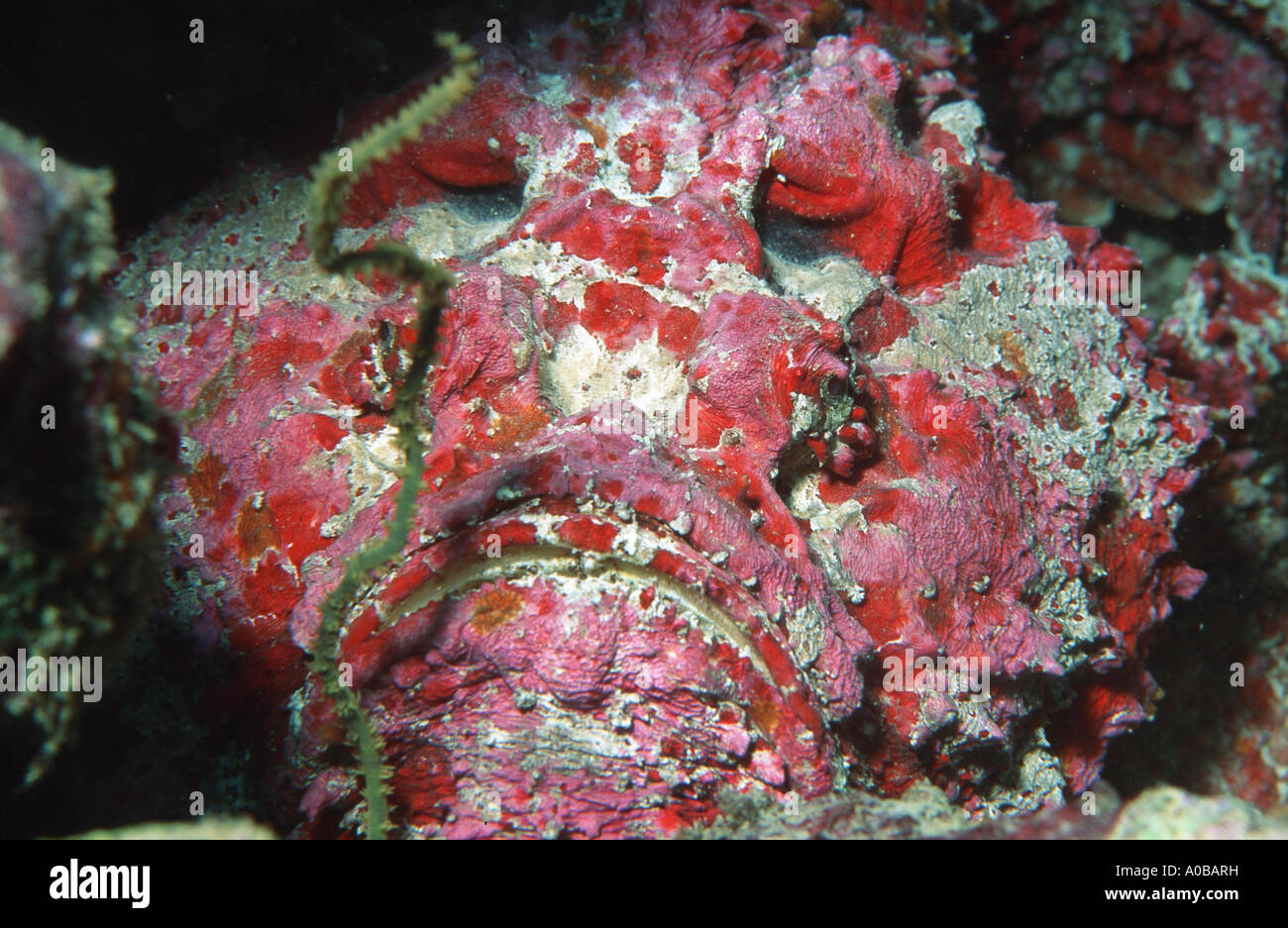 reef stonefish, poison toadfish, stonefish (Synanceia verrucosa