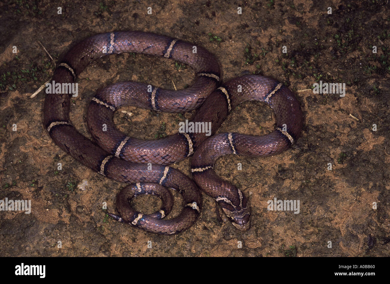WHITE BARRED KUKRI SNAKE  Oligodon albocinctus. Ladder-backed Kukri snake. Non venomous. Uncommon Arunachal Pradesh, India Stock Photo