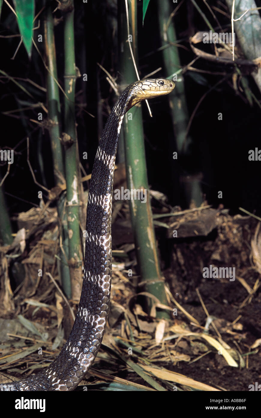 KING COBRA. Ophiophagus hannah. Venomous rare. Katraj Snake Park Pune  Maharashtra India Stock Photo - Alamy