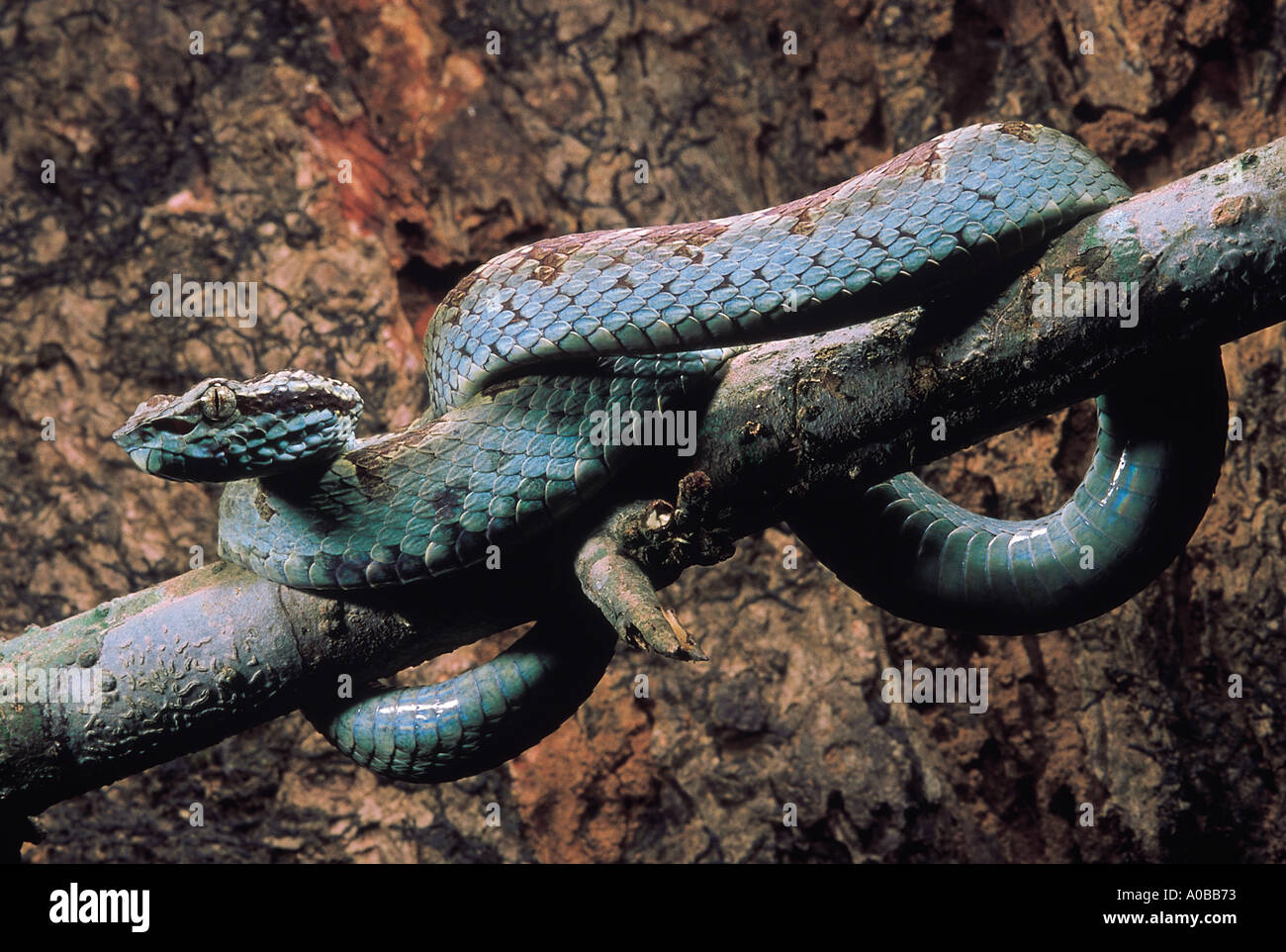 Trimeresurus Malabaricus. Malabar Pit Viper. Venomous. Castle Rock, Karnataka, India. Stock Photo