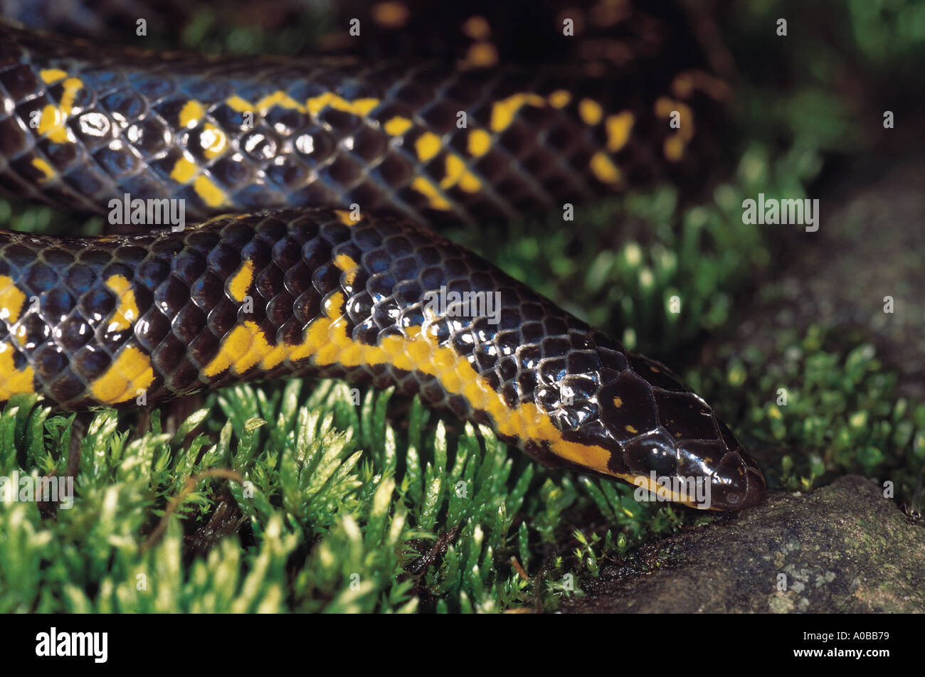 Uropeltis Macrolepis Shieldtail snake The head of this snake is adapted for burrowing Non venomous Maharashtra India Stock Photo