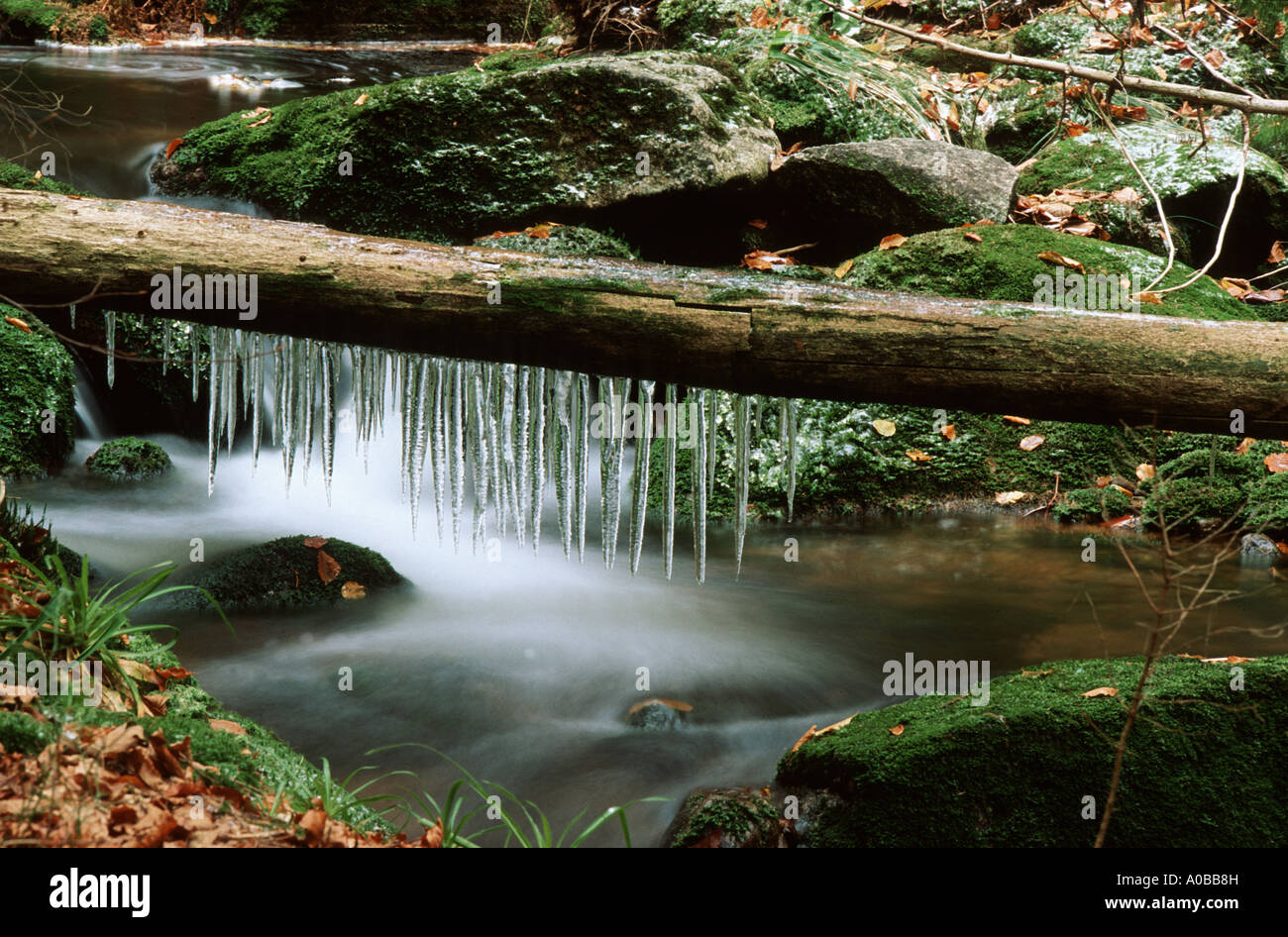 icicles at a fallen trunk in the forest, Germany, Bavaria, National Park Bavarian Forest Stock Photo