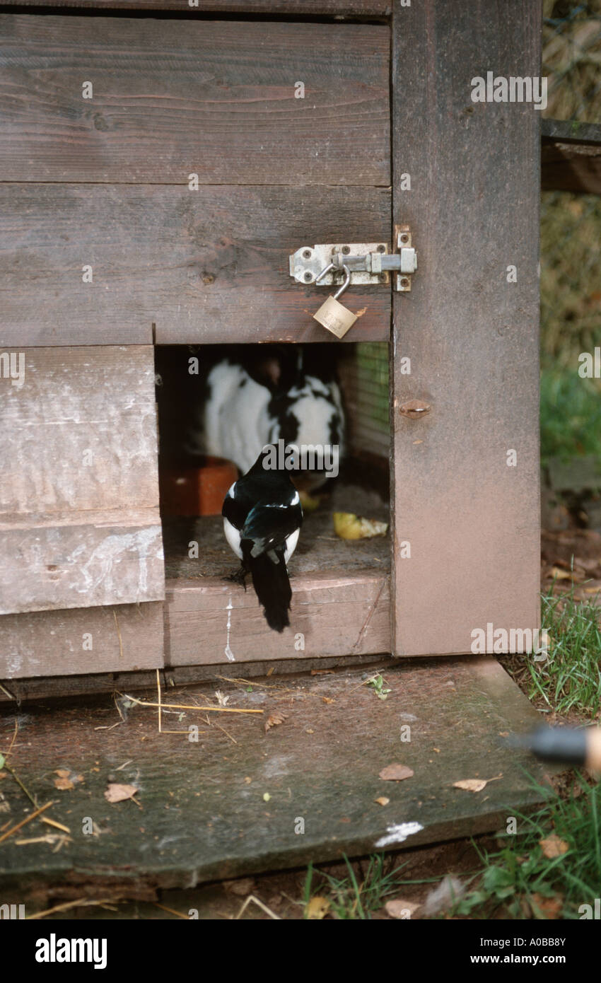 black-billed magpie (Pica pica), single animal with a domestic rabbit ...