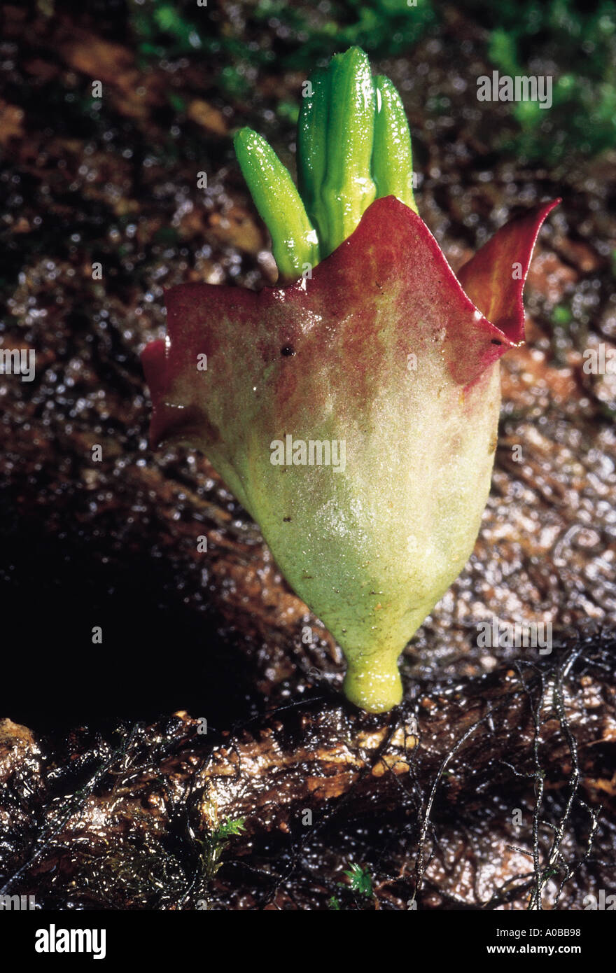 Loranthus Lageniferous Bract Plant parasite Maharashtra India Stock Photo