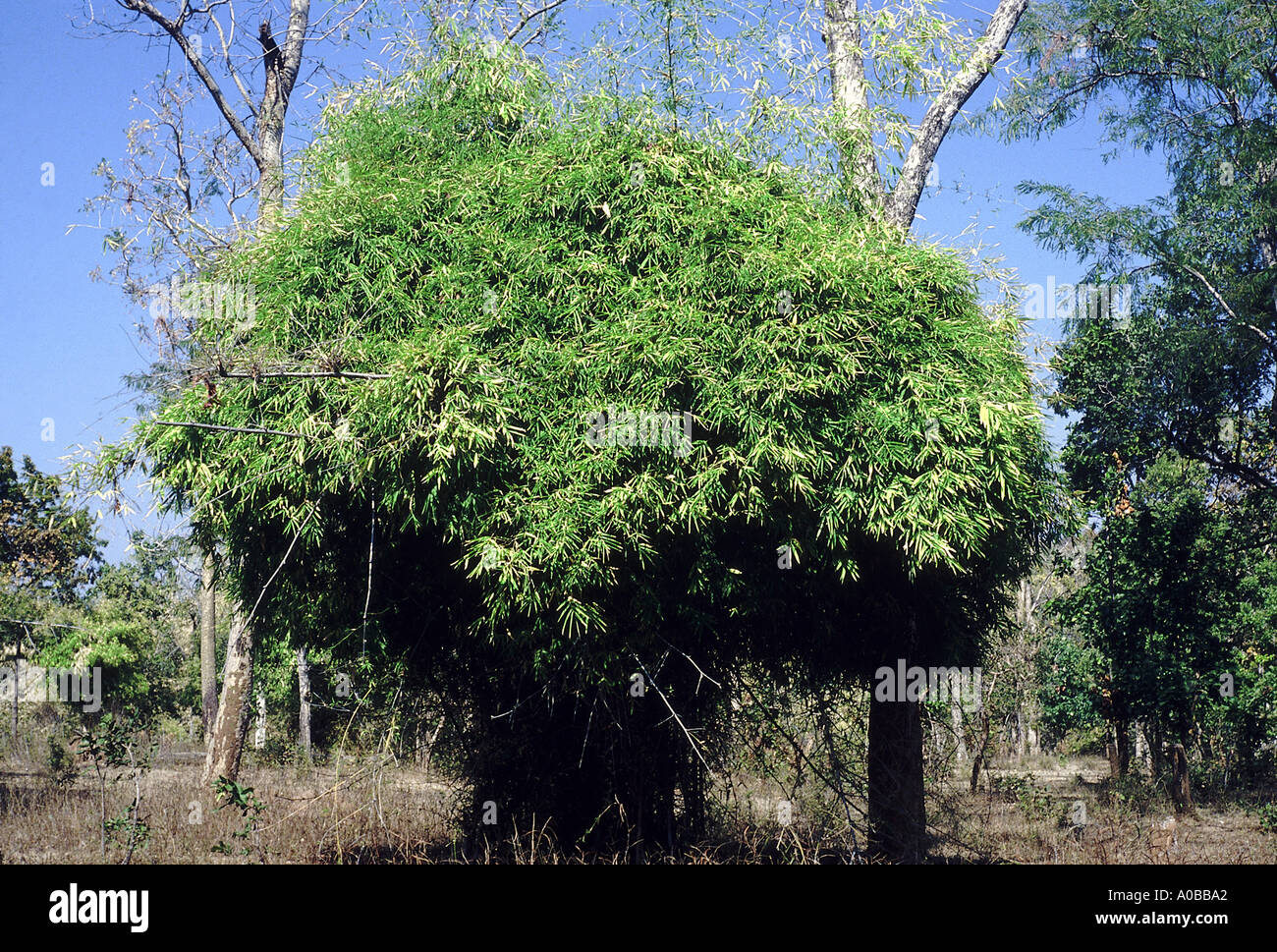 Dendrocalamus Strictus Family Poaceae A bamboo clump with a peculiar mushroom like shape Stock Photo