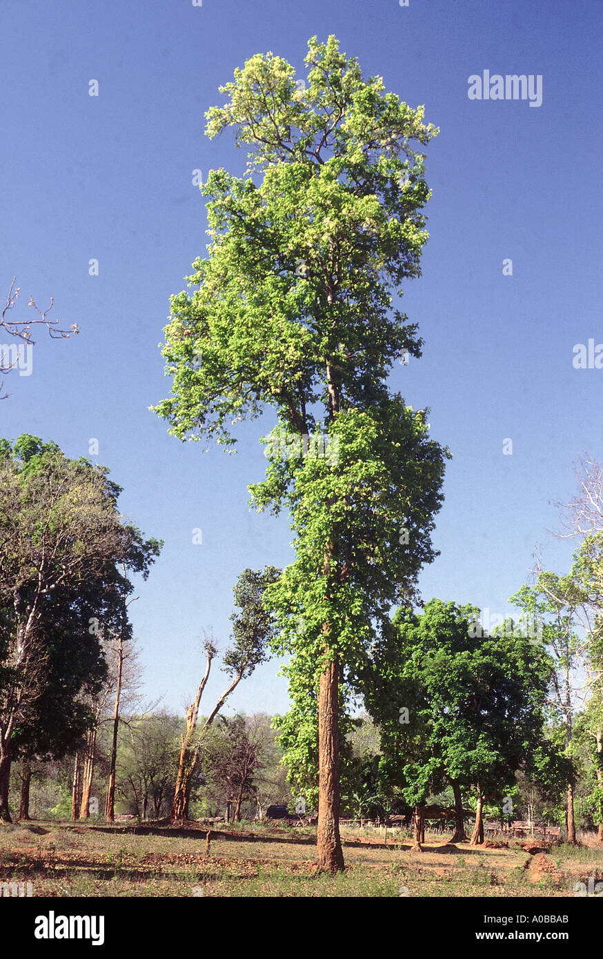 From Shorea Robusta Family Dipterocarpaceae Sal tree Stock Photo