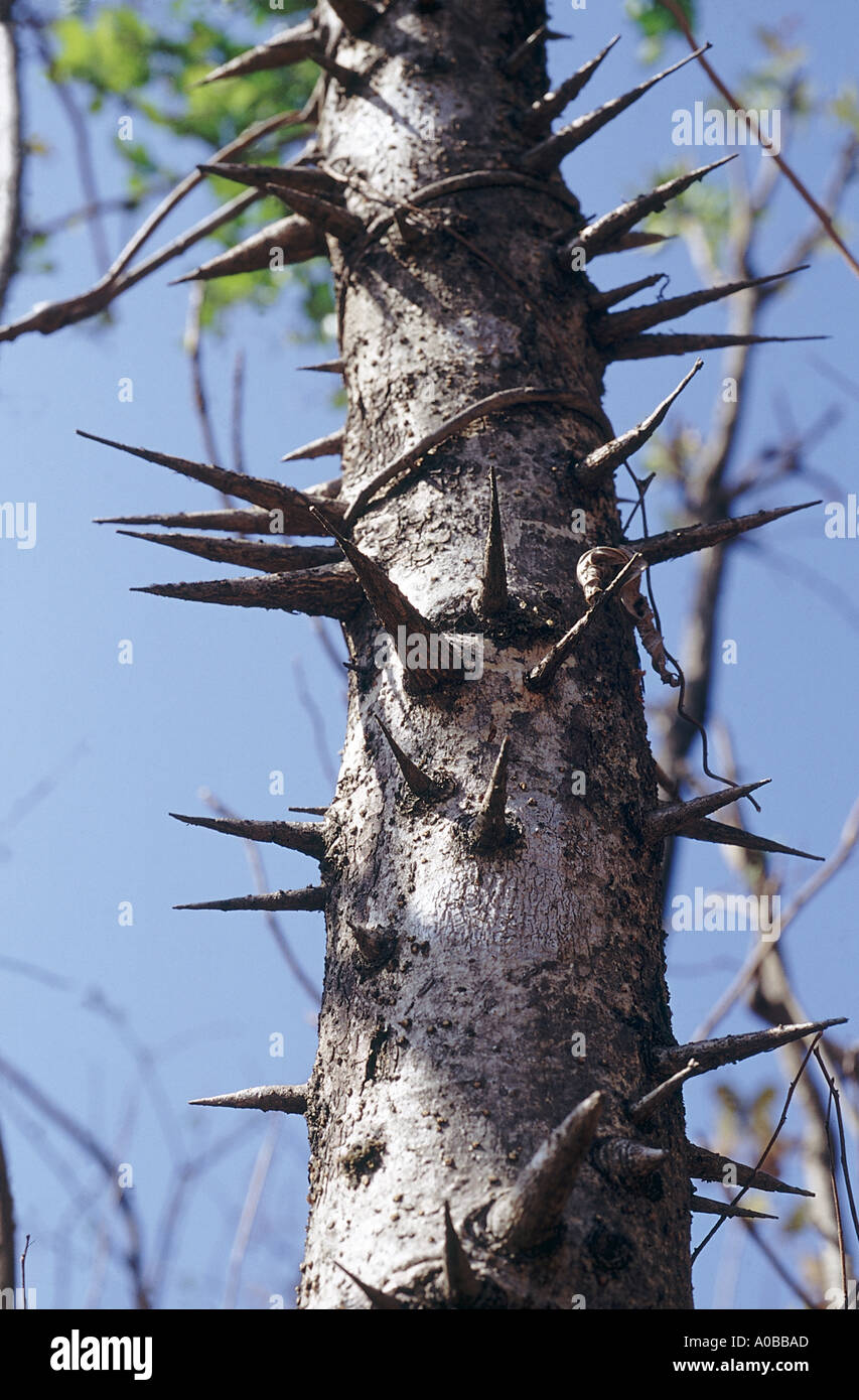 Trunk Bridelia Retusa Family Euphorbiaceae A large deciduous tree with neatly arranged foliage Stock Photo