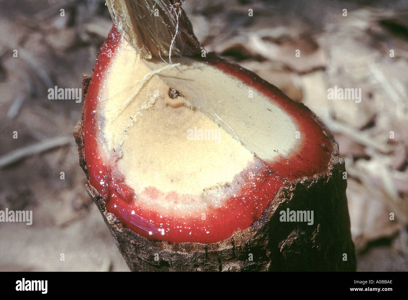 Cut stem with red blood sap hires stock photography and images Alamy