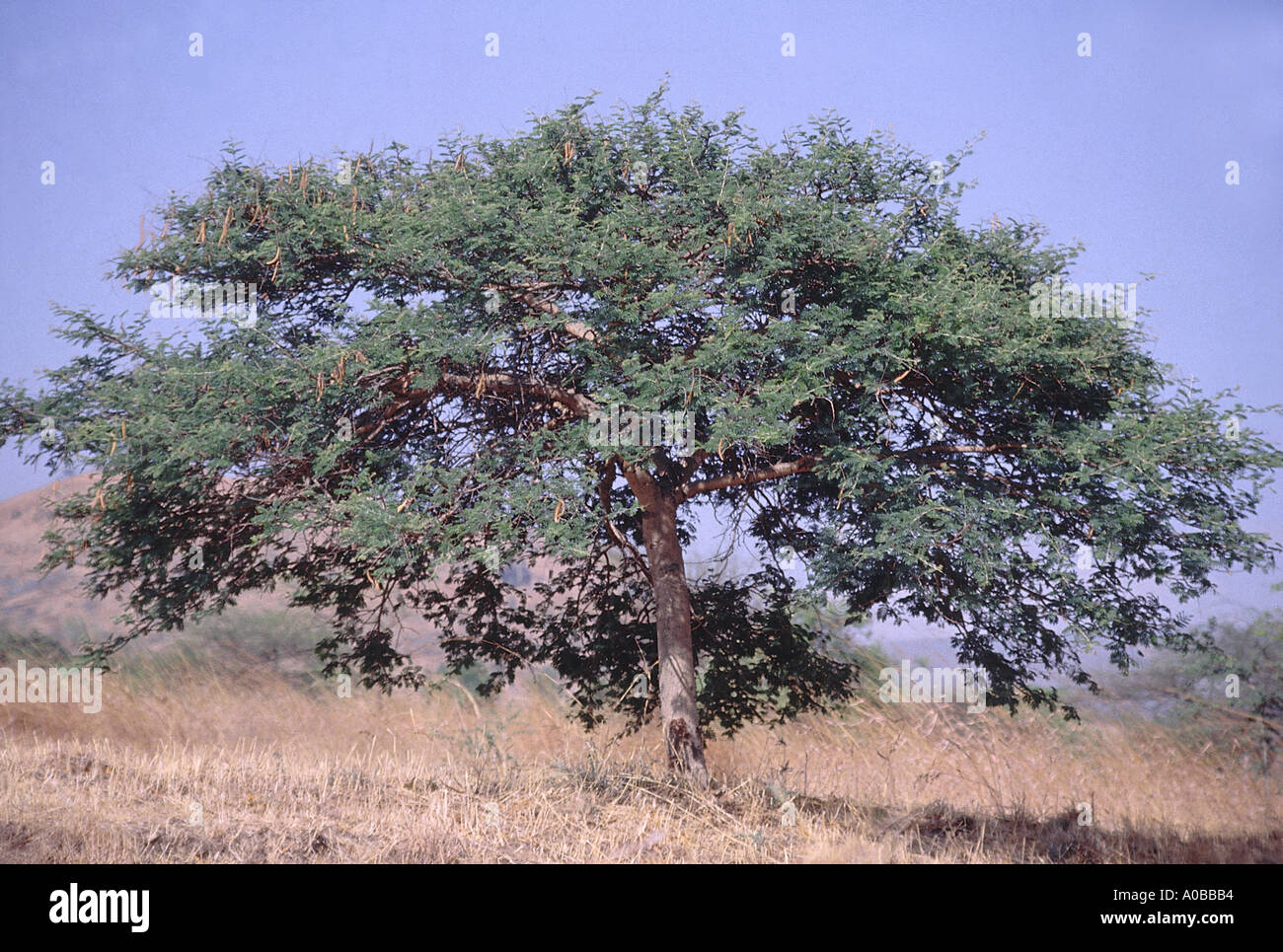 Form Acacia Leucophloea Distillers Acacia Family Mimosaceae Stock Photo