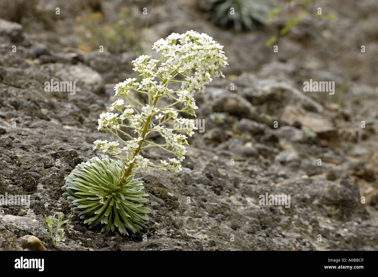 Saxifraga longifolia (Saxifraga longifolia), flowering on a rock wall, Spain, Pyrenaeen Stock Photo