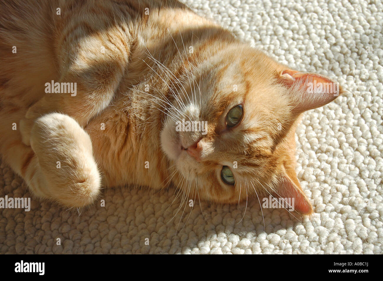 Yellow striped cat with green eyes sitting in the sun Stock Photo