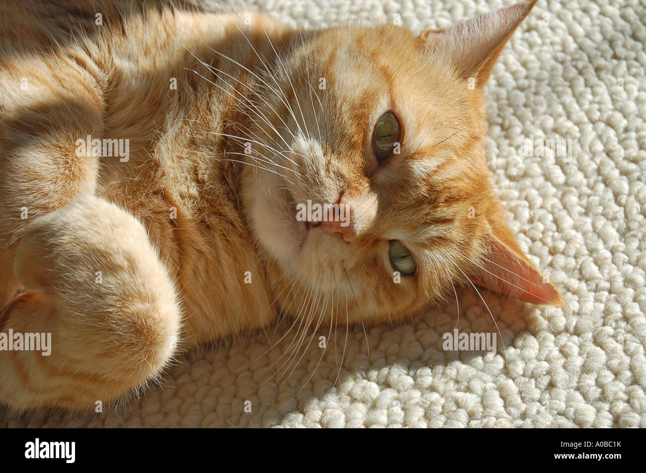 Yellow striped cat with green eyes sitting in the sun Stock Photo