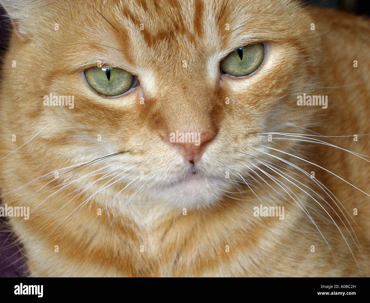 green-eyed-cats