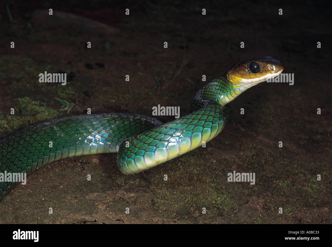 GREEN RAT SNAKE Coluber Nigromarginatus Non venomous Uncommon. Few photos exist of this species Arunachal Pradesh India Stock Photo