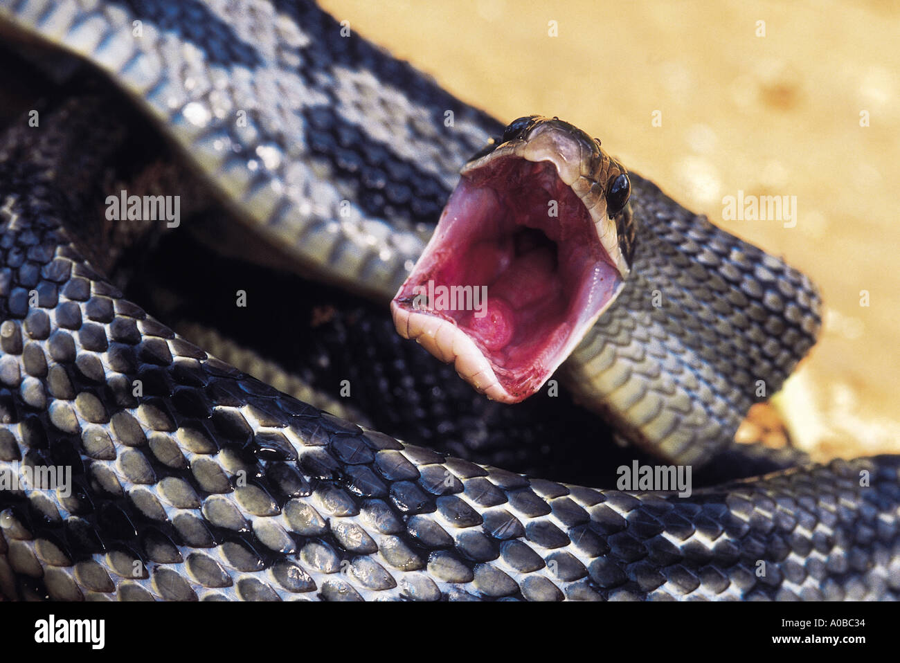 BEAUTY RAT SNAKE  elaphe Taeniura Stock Photo