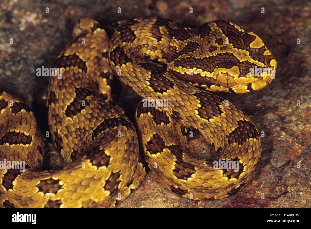 Protobothrops Jerdoni Juvenile Jerdon s Pit Viper Venomous Among the few photographs of snake in existance Arunachal Pradesh Stock Photo