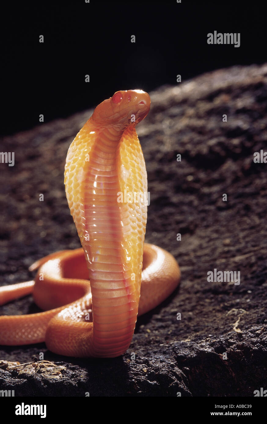 SPECTACLED COBRA. Naja naja. Venomous, common. Albino Cobra . Katraj Snake Park  Pune Maharashtra India Stock Photo