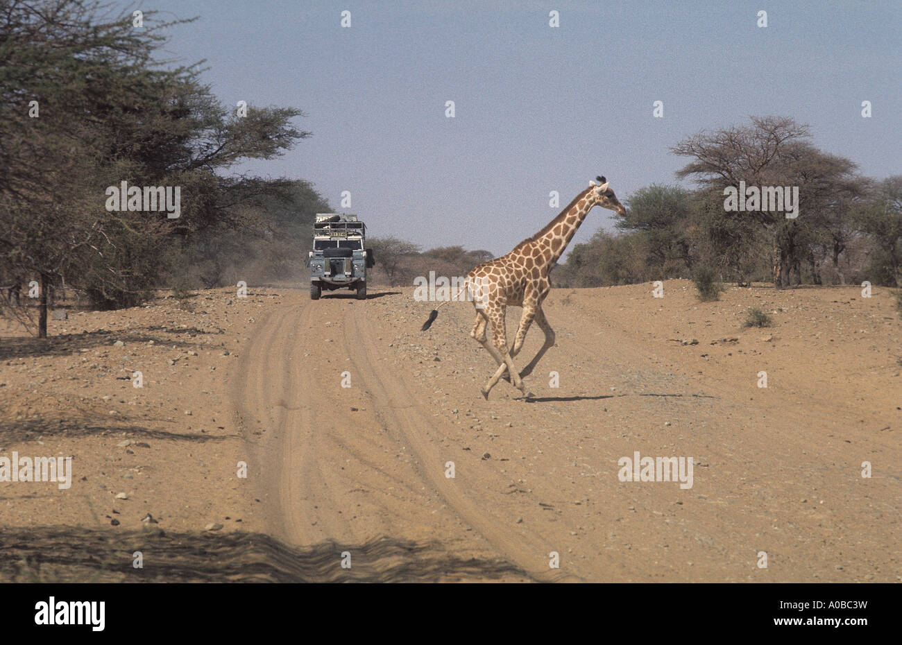 0243 03 A Giraffe Giraffa camelopardalis crosses the piste in front of a Land Rover Series IIA one ton model Stock Photo