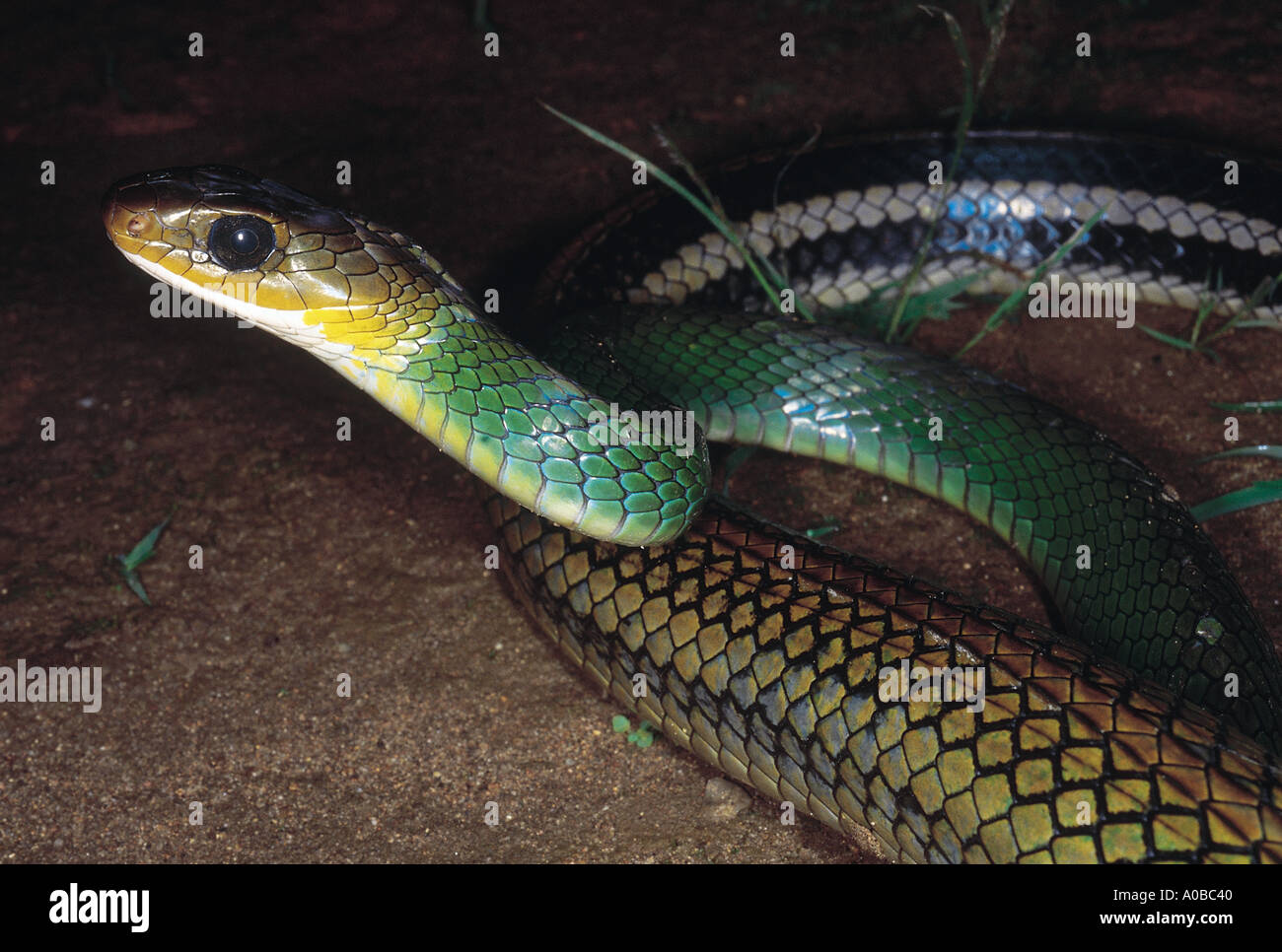Coluber Nigromarginatus Green Rat snake Non venomous Rarely available Arunachal Pradesh India Stock Photo